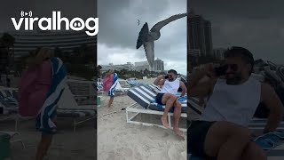 Flock Of Gulls Screech Over Beachgoers || ViralHog