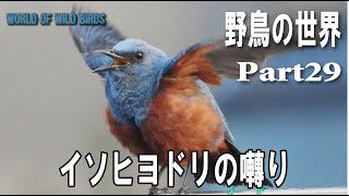 野鳥の世界　Part29　イソヒヨドリの囀り