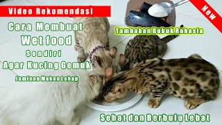 Cara Membuat Makanan Kucing Sendiri Agar Kucing Cepat Gemuk Sehat dan Berbulu Lebat , Wetfood Kucing