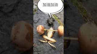 Funny frogs video