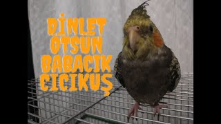 DİNLET ÖTSÜN Babacık Cicikuş Aşkım Sultan Papağanı Konuşması-Muhabbet Kuşu