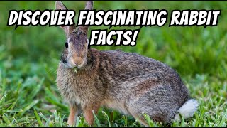 Amazing Rabbit Facts, How Fast, How Many Babies, and More!  #RabbitFacts