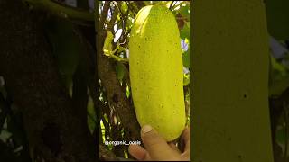 Himalayan cucumbers (pahadi kakdi) #gardening #cucumber #mygarden #shorts