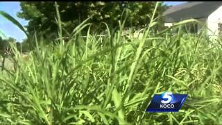 Rain causing increase in allergy suffering