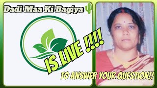 Dadi Maa Ki Bagiya  is live!