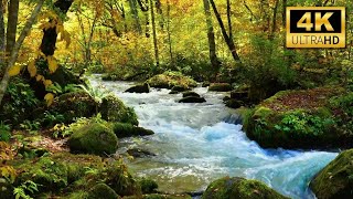 4K HDR Relaxing River Sounds 🌿 Beautiful Forest Sound, Peaceful Birds Chirping, Natural Sound #relax