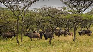Cape Buffalo Social Structure: Inside Africa’s Most Unified Herd