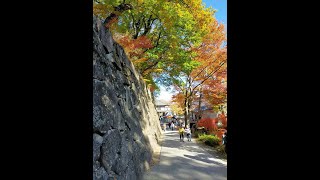 小諸グランドキャッスルホテルのすぐ前の懐古園へ紅葉を見に行ってきました❣