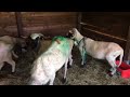 mating blacknose sheep