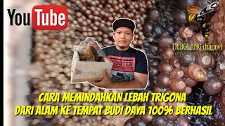 Cara memindahkan lebah trigona dari alam ke tempat budidaya 100% berhasil