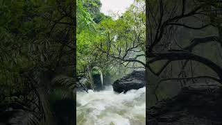 പാൽച്ചുരം ചുരം വെള്ളച്ചാട്ടം🌿🦋| Palchuram Waterfall 🌿🦋#waterfall #wayanadwaterfall#wayanad