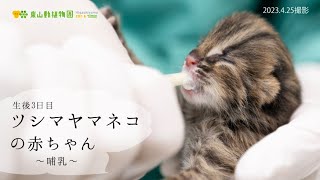 【東山動植物園公式】ツシマヤマネコの赤ちゃん～生後3日目：飼育員による哺乳～《 ツシマヤマネコ 》