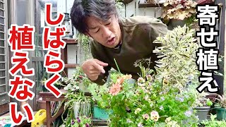 寄せ植えをすぐに植えない人におすすめな解体方法　　【園芸超人カーメン君】