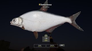 Русская рыбалка 4 / Russian fishing 4 . Река Волхов . Трофейная Белоглазка .