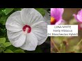 2500 hibiscus varieties part 1 kembang sepatu bunga sepatu bunga raya giant flower