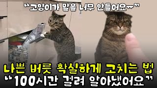 우리 고양이가 달라졌어요...! 무조건 혼내봤자 소용없는 이유｜고양이가 찰떡같이 알아듣는 예절교육