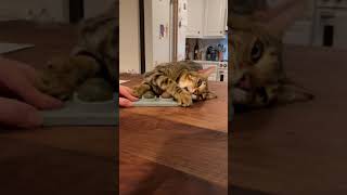 Rotating mint ball review by King the Bengal cat