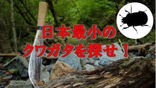 日本最小のクワガタを探せ! ～マダラクワガタ～