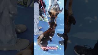 #happychristmas #christmas #pets #loveyourpets #viralvideo #shorts