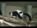 臺北市立動物園_非洲動物區_白頸狐猴ruffed lemur_04