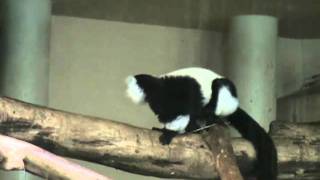 臺北市立動物園_非洲動物區_白頸狐猴Ruffed Lemur_04