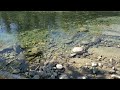 salmon spawning in the little oyster river bc canada