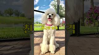 푸들을 키우는 이유 5가지! 🐶