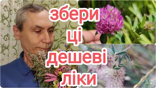 Лікарські трави. Конюшина польова Trifolium arvense. Народна медицина для здоров'я. Дешево і просто.