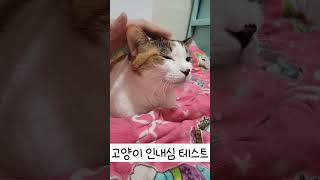 고양이 인내심 테스트