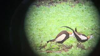 2019.5.20美濃湖水雉棲地母鳥跟C公鳥產第一顆蛋