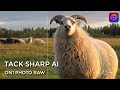 Tack Sharp AI In ON1 Photo RAW 2023 - A Deeper Look