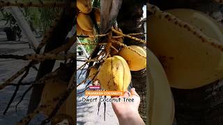 Dwarf Coconut Tree #discovery #travel #tropical #beach #plants #agriculture #foodie #shorts #video