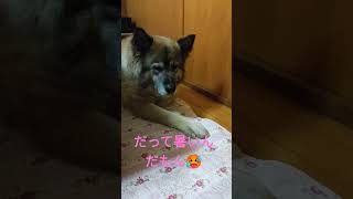 猛暑は嫌！早く秋が来て欲しい犬のムーちゃん