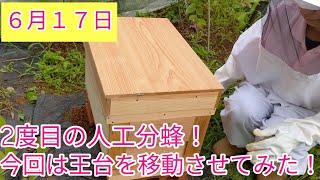 西洋ミツバチの人工分蜂第2弾！やり方を変えてみました！