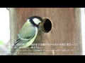 野鳥：シジュウカラの繁殖 営巣から雛の巣立ちまで ／wild birds breeding of japanese tit