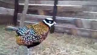 Reeves' pheasant attacking