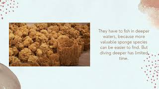 Why sea sponges are so expensive?