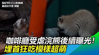 咖啡廳受虐浣熊後續曝光！入住動物園埋首狂吃模樣超萌｜三立新聞網SETN.com