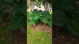 Planta gigante Taro (Colocacia gigantea) #plantas #jardineria #jardin #huerta #colocasia #plants