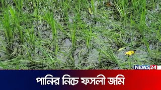 পানিতে তলিয়ে গেছে ৩০০ হেক্টর ফসলী জমি | Bogura | River | News24