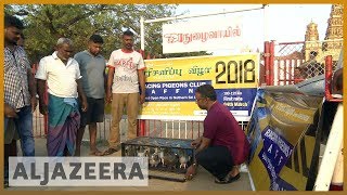 🐦 Pigeon racing takes flight in 🇱🇰 Sri Lanka | Al Jazeera English