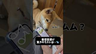 そこ違う #shorts #柴犬 #dog