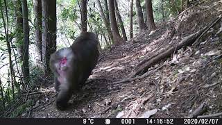 【獣害対策】固定カメラ　猿　三重県大台町茂原a　2020/02/07　14:14