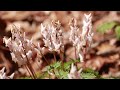 dicentra cucullaria in the breeze