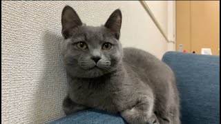 イタズラした猫を現行犯で怒ったらこうなった…【マンチカン】