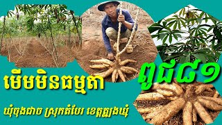 ដំឡូងមីពូជ៨១ ធន់និងជំងឺ ទិន្នផលខ្ពស់ Cassava Seed Experience 81