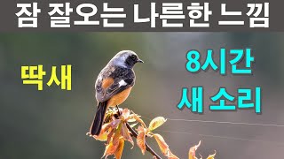 잠 잘오는 새소리 나른한 느낌의 딱새 울음소리 잠자는 데 도움되는 새 우는 소리 Bird sound