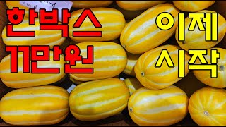 한 박스 11만원!! 성주 참외 힘찬 출발