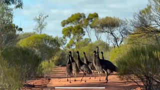 Old Man Emu and the Kids…Western Australia