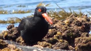 Sooty Oystercatcher feeding behaviour